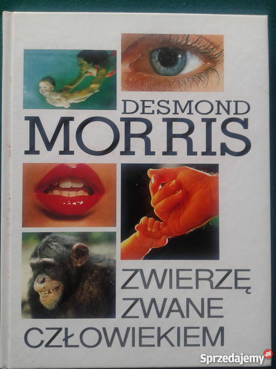 ZWIERZĘ ZWANE CZŁOWIEKIEM Desmond Morris Rok wydania 1997 wielkopolskie Leszno