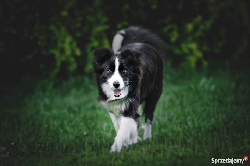 BORDER COLLIE ZKWP FCI
