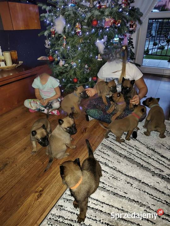 Owczarek Belgijski Malinois Szczeniaki Częstochowa