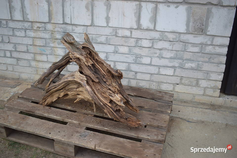 Korzeń ozdobny do ogrodu sprzedam