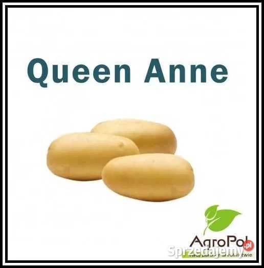 Ziemniak Sadzeniak QUEEN ANNE Kwalifikowane Opalenica
