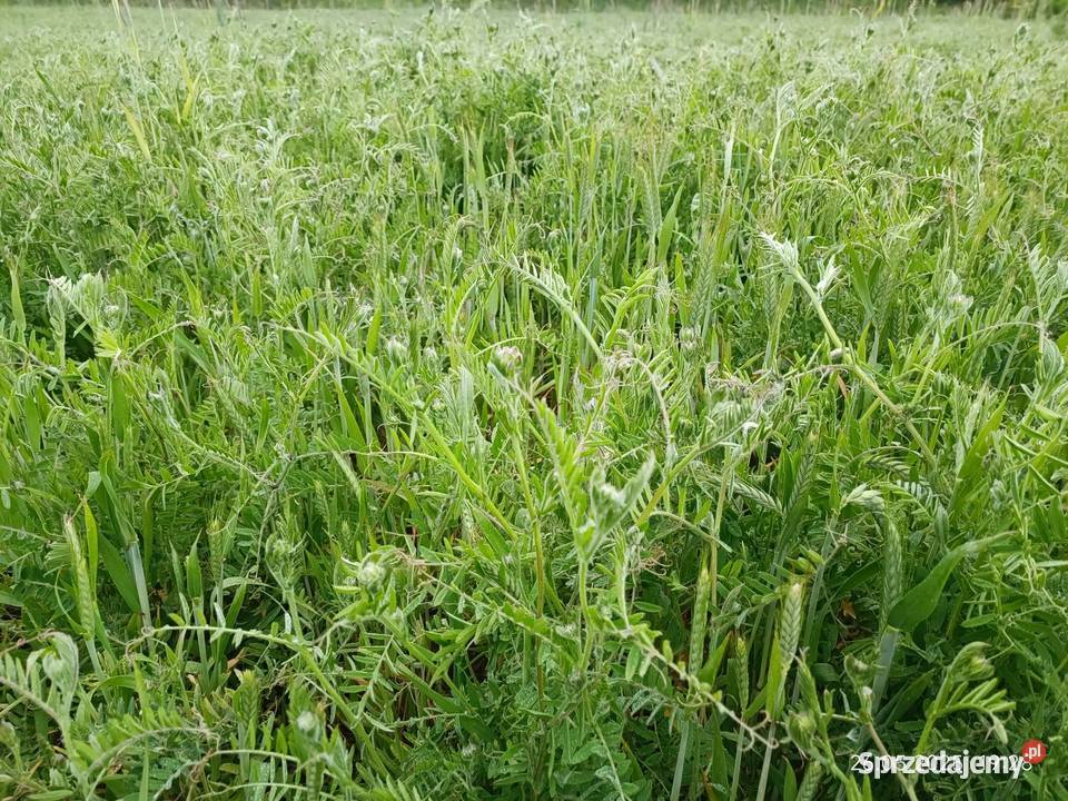 Pszenżyto ozime z wyką i tymotką na pniu Rośliny na biomasę Szczytno
