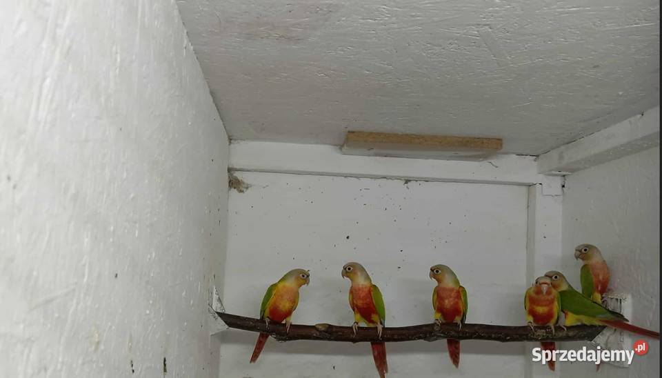 Rudosterki Samice śląskie Rybnik