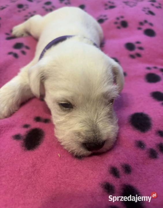 Sznaucerki Gniezno sprzedam