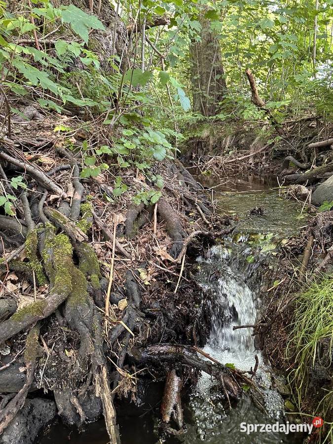 Działka z linią brzegową Sprzedaż Pomianowo sprzedam
