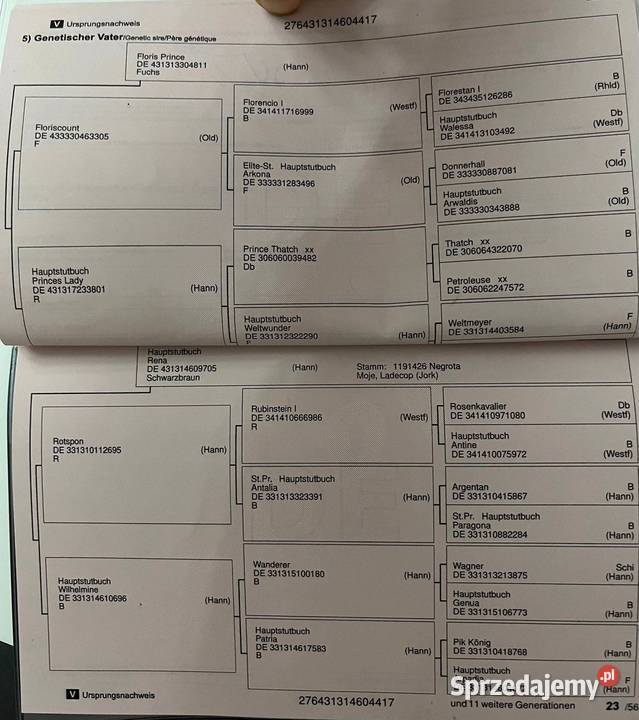 ładna hanowerska 6 letnia klacz Ptakowice