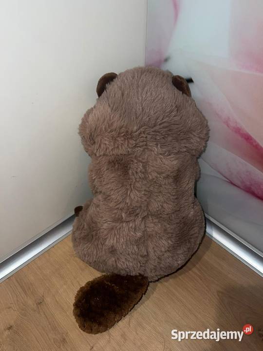 Śliczny Misiu bóbr Julek pomorskie