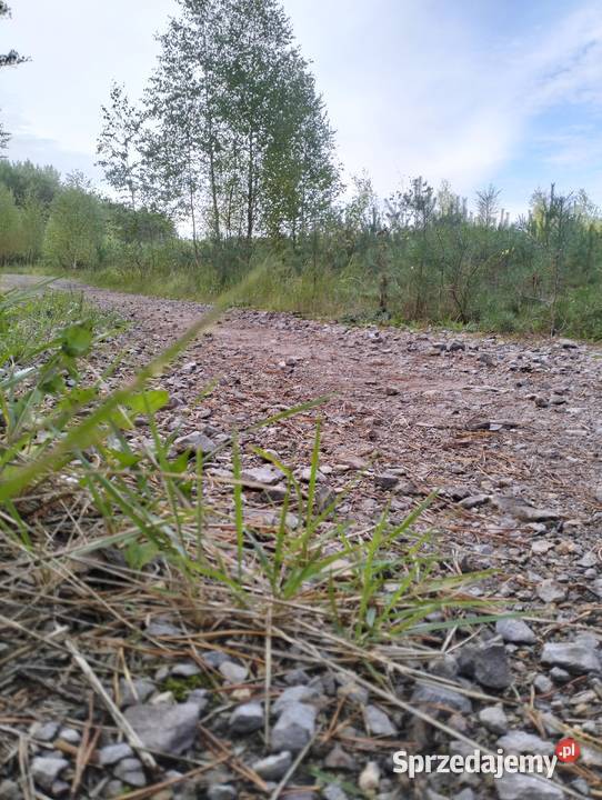 Działka Leśna 455 ha z Sosnowym Lasem Idealne Psary-Kolonia sprzedam