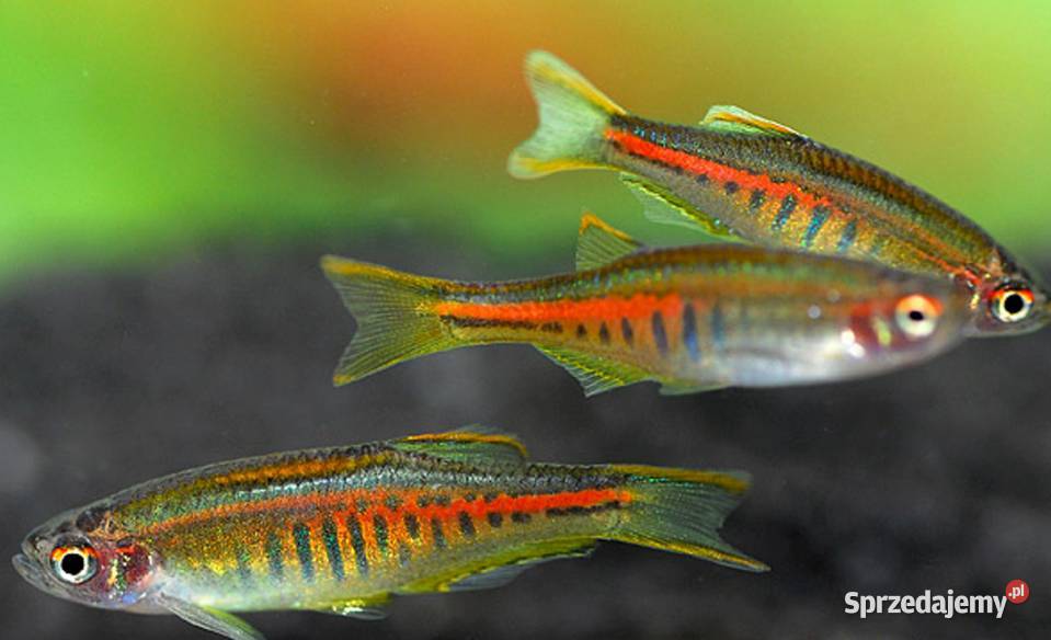 Danio myanmarski Celestichthys choprae BOGATA Ryby sprzedam