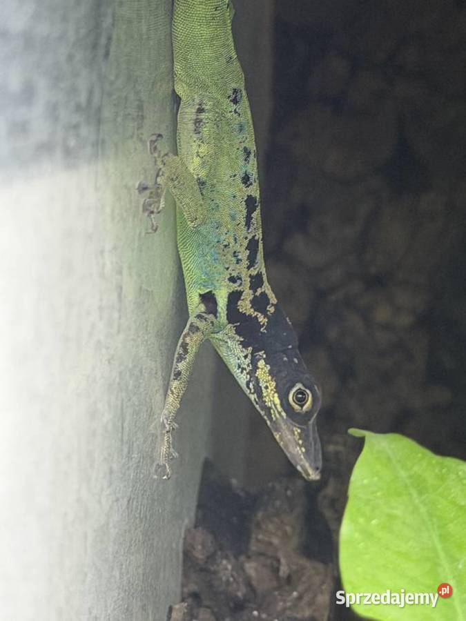 Anolis roquet summus macouba Samiec śląskie Sosnowiec
