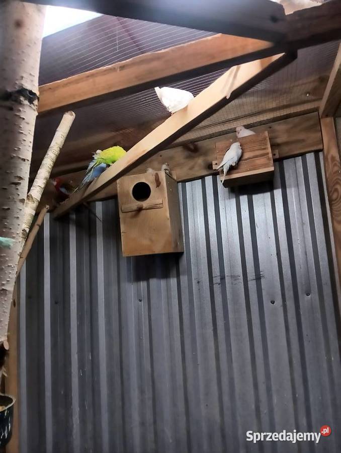 Papugi faliste Parczew sprzedam