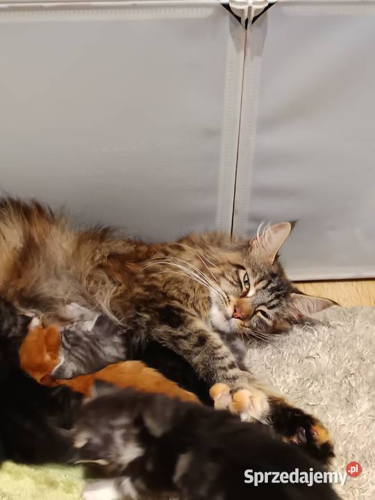 Przepiękne kocięta Maine coon do rezerwacji Prawęcin