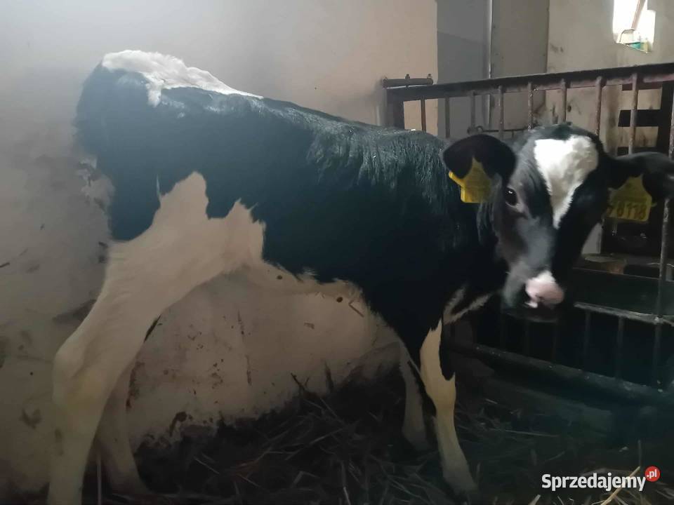 Jałówka żarłak Mokronosy