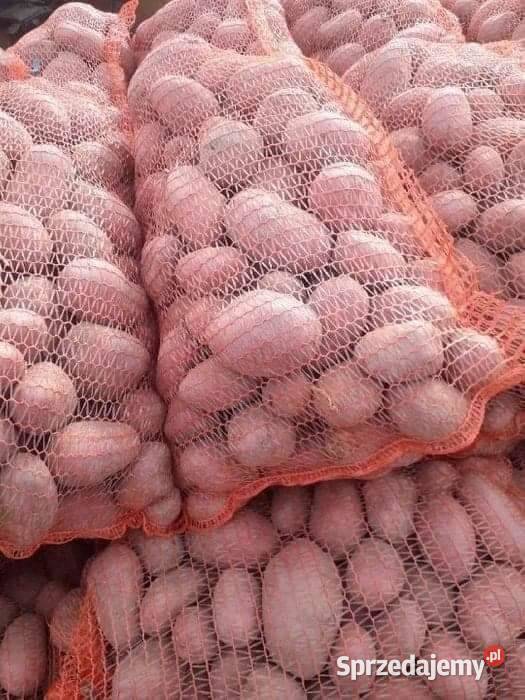 Ziemniaki bellarosa Rośliny okopowe lubelskie