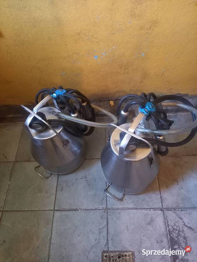 Dojarka dwukonwiowa Dębsko