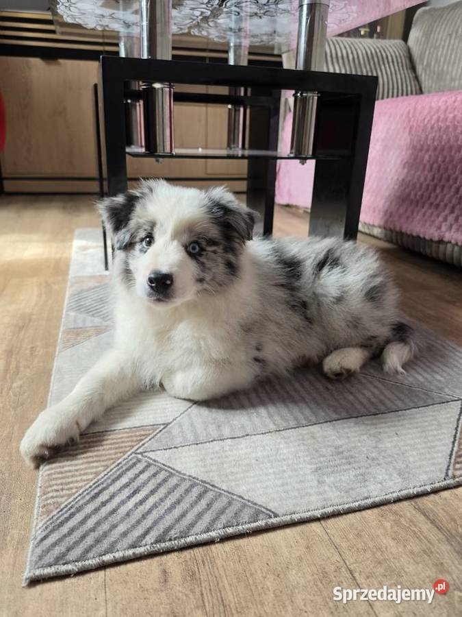 Piesek rasy border collie blue merle Kutno sprzedam