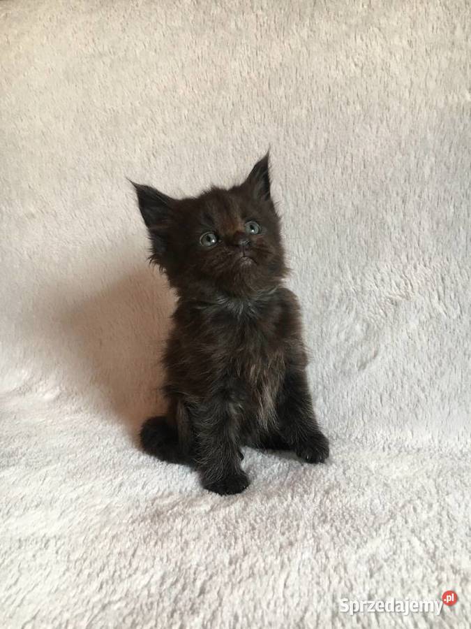 Kocięta Maine Coon wielkie koty Maine Coon