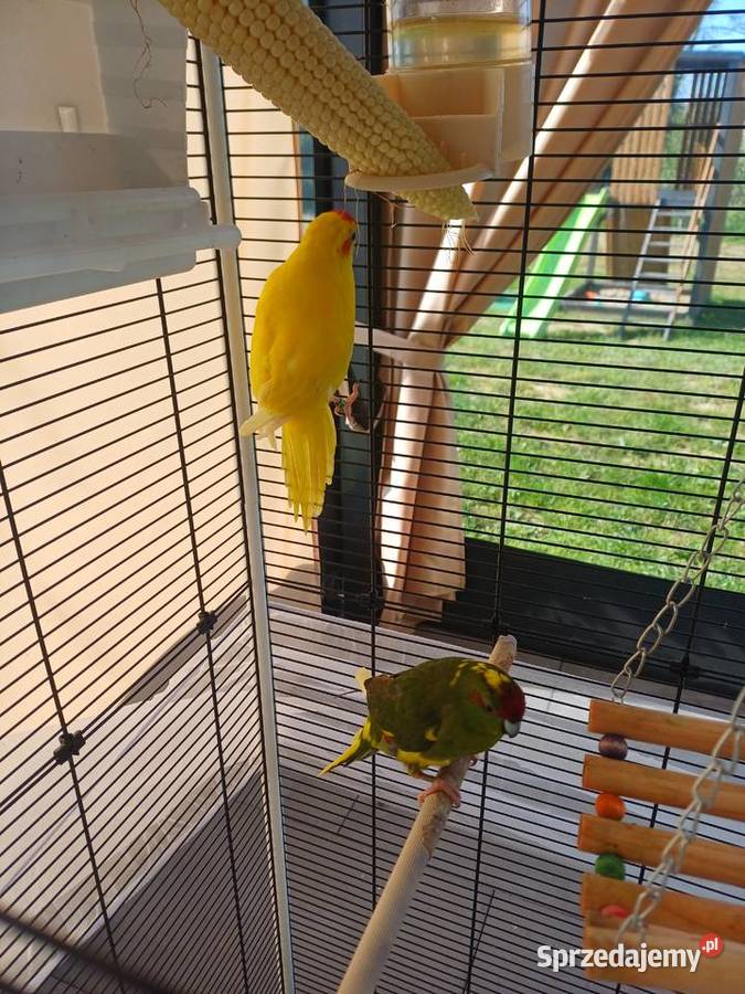 Sprzedam klatkę z papugami Dynów sprzedam