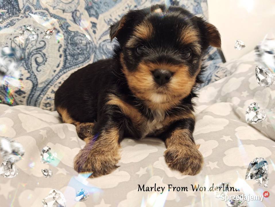 Marley YORK Black And Tan Piękny piesek Rodowód Wrocław
