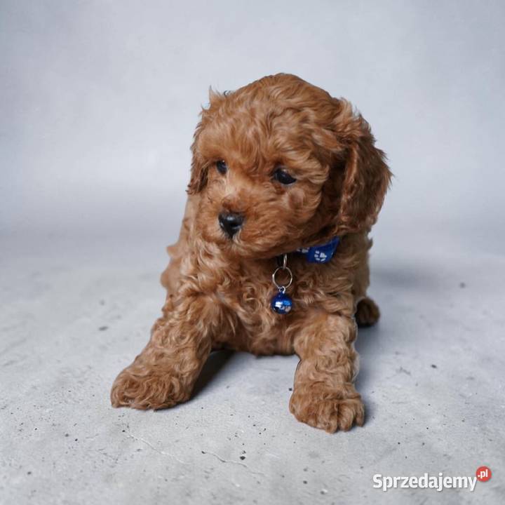 Piesek Maltipoo