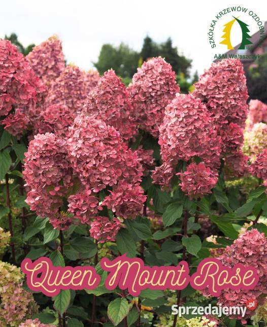 Hortensja bukietowa piękne kwiaty latem Liściaste Knurów