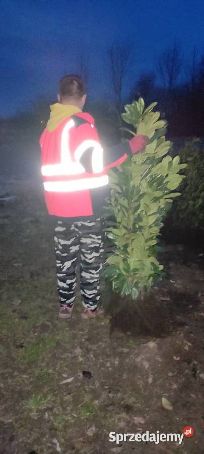 Laurowiśnia 120 WYPRZEDAŻ podkarpackie