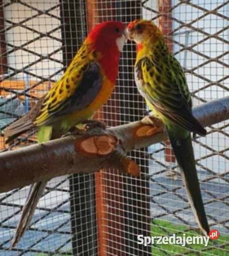 Para rozele Białolice Zwierzęta opolskie Prudnik