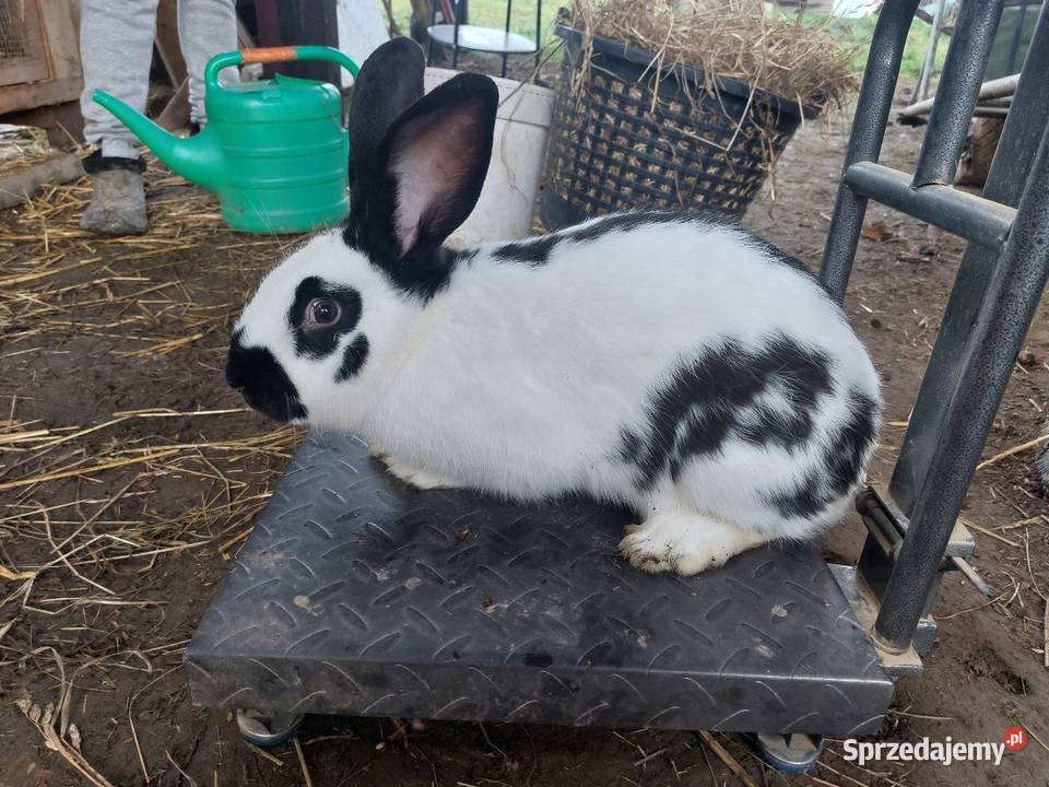 Króliki młode duże małopolskie Rzeplin sprzedam