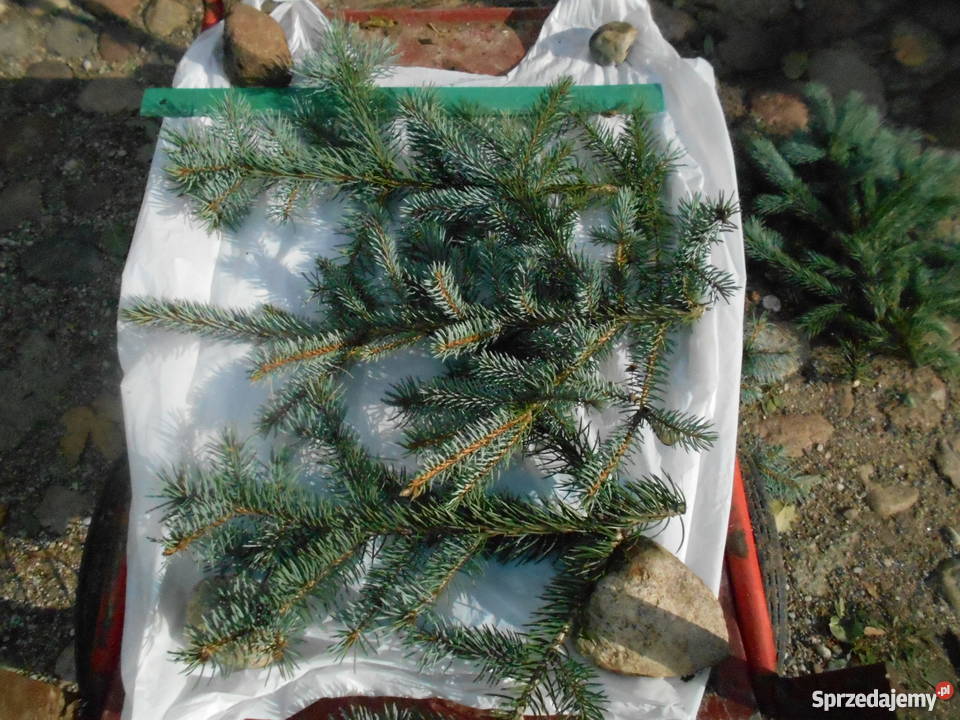 Gałęzie iglaków na świąteczne dekoracje