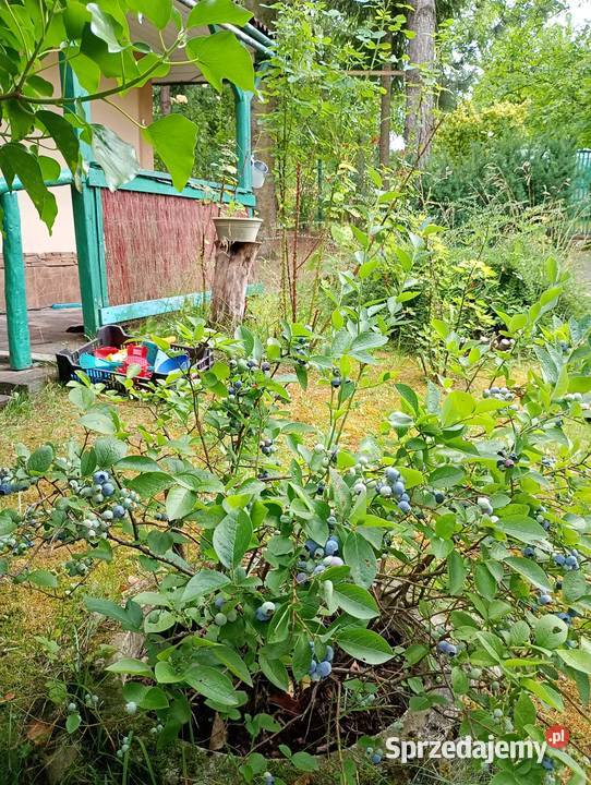 Działka ROD Bonarka Kraków sprzedam