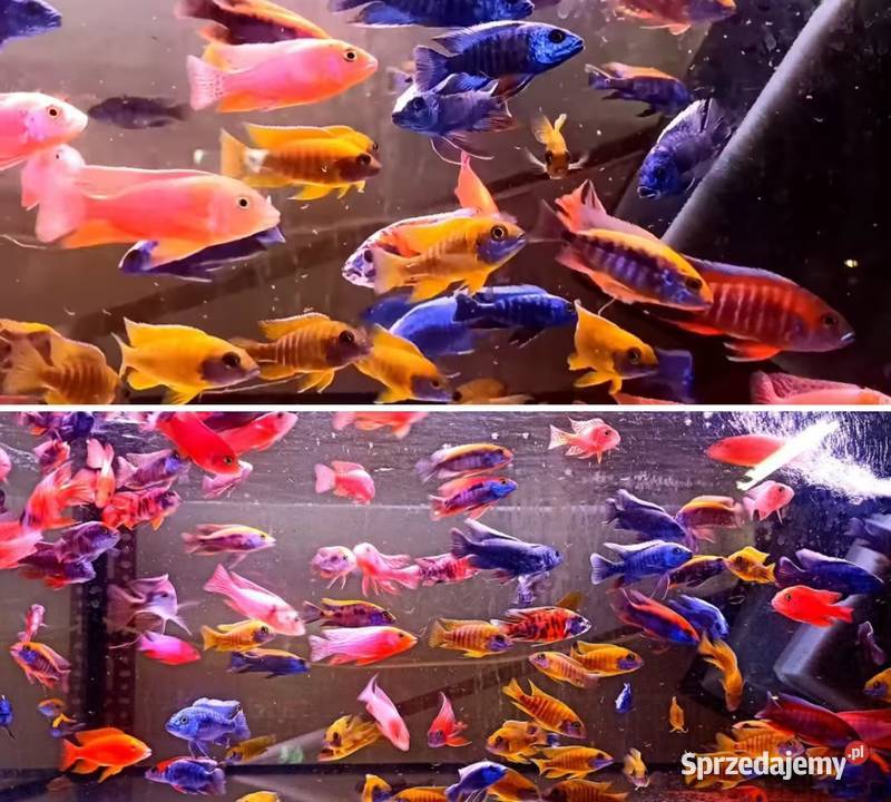 Aulonacararyby rośliny akwariowe sprzedam