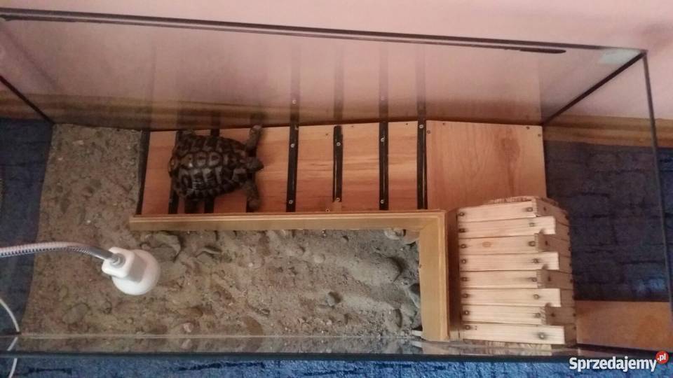 ŻÓŁW Grecki lądowy Zwierzęta Chrzanów