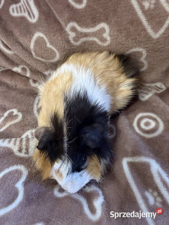 świnka morska cavia domowa SAMICA Koszyce Wielkie sprzedam