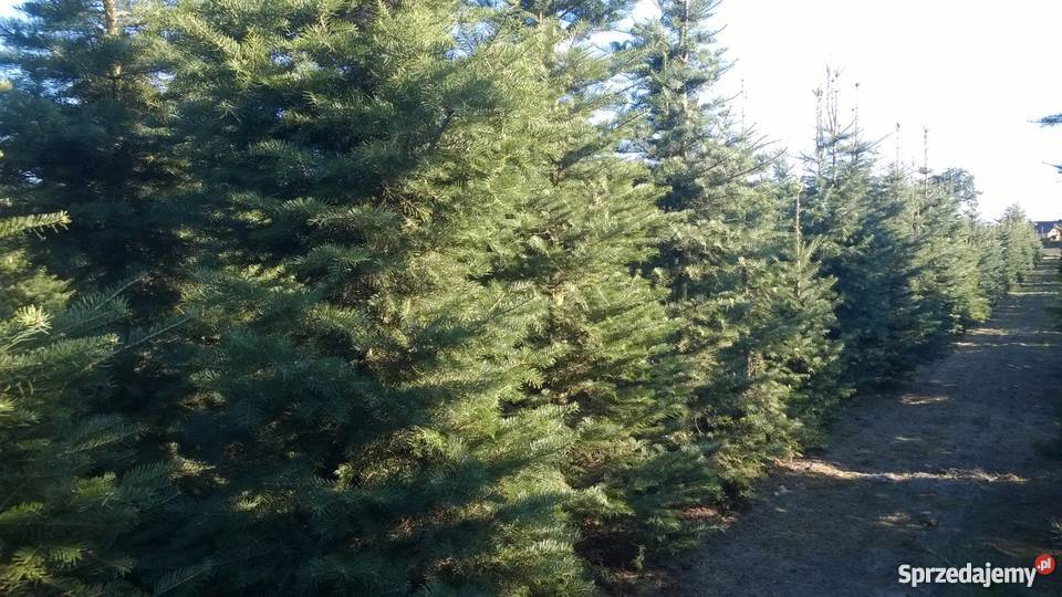 Choinki PLANTACJA Jodła Kalifornijska Jankowice