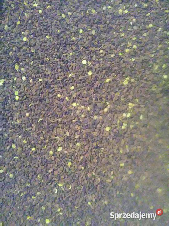 Gorczyca biała facelia poplon Janowo