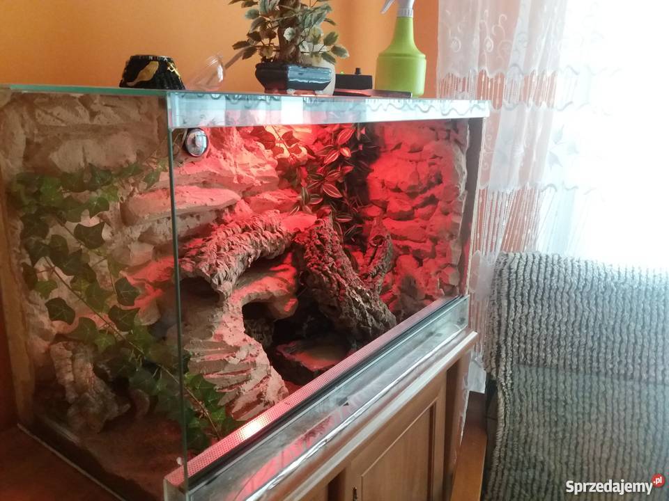 Pyton Krolewski regius profesionalne terrarium wielkopolskie Gniezno