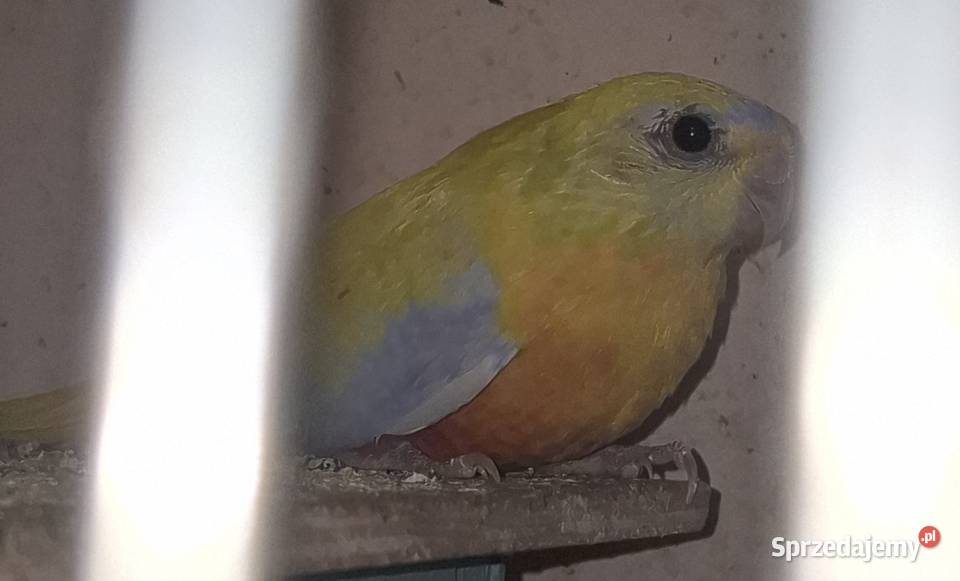 Papugi ląkówki wspaniale Rydułtowy