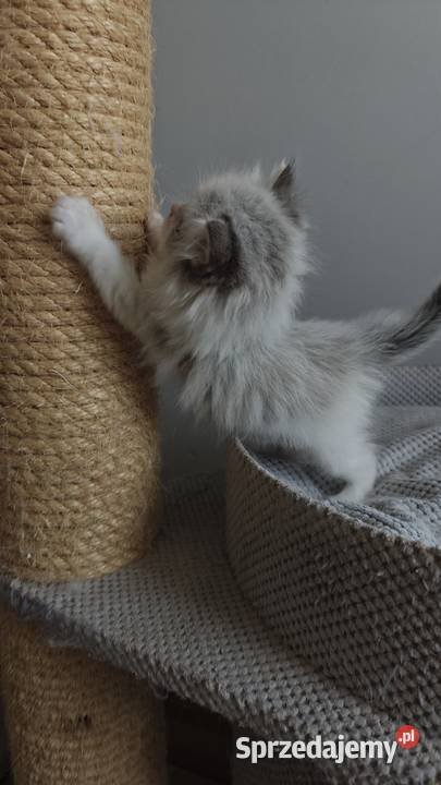 Cudowne kociaki Ragdoll Championie FPL rodowód Ragdoll