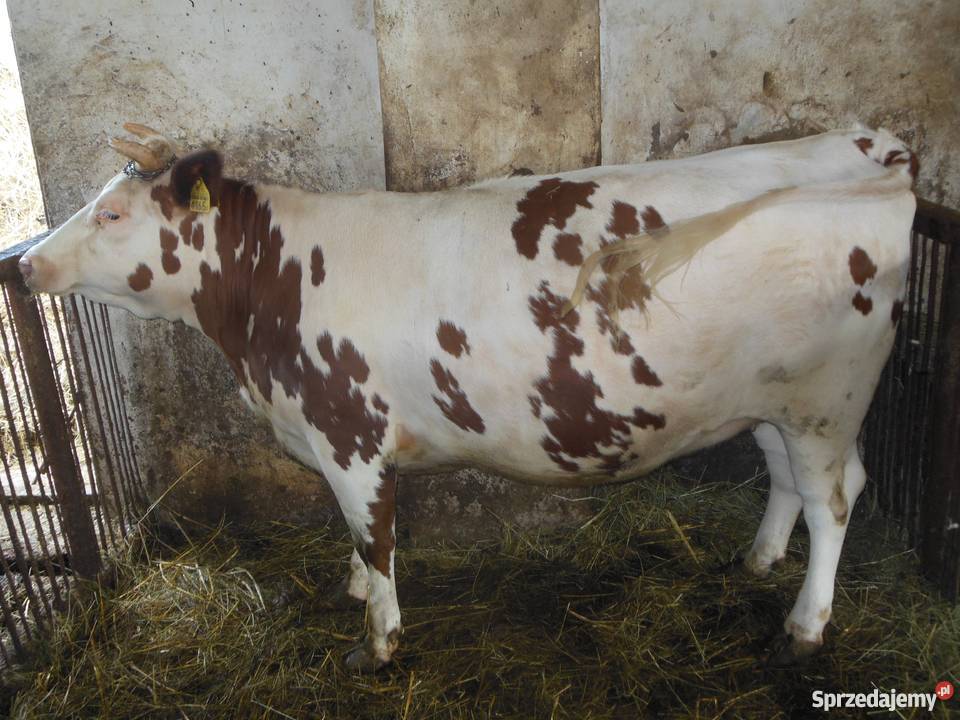 Sprzedam Jałówkę rasy RW Łagów