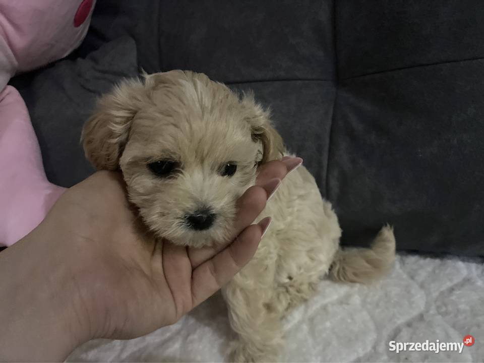 Suczka Maltipoo Zwierzęta śląskie Zawiercie