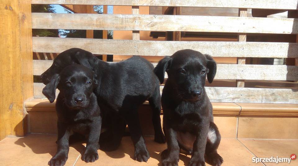 3 szczeniaki labrador Kielce