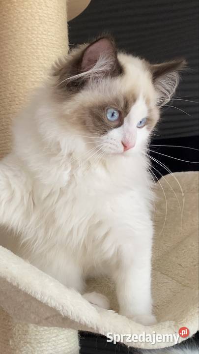 Piękny kocurek Ragdoll gotowy do odbioru z Szprotawa sprzedam