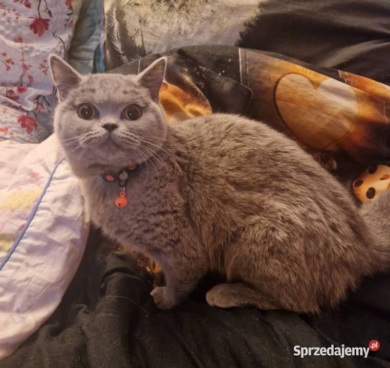 Brytyjskie kotka niebieska Szamotuły