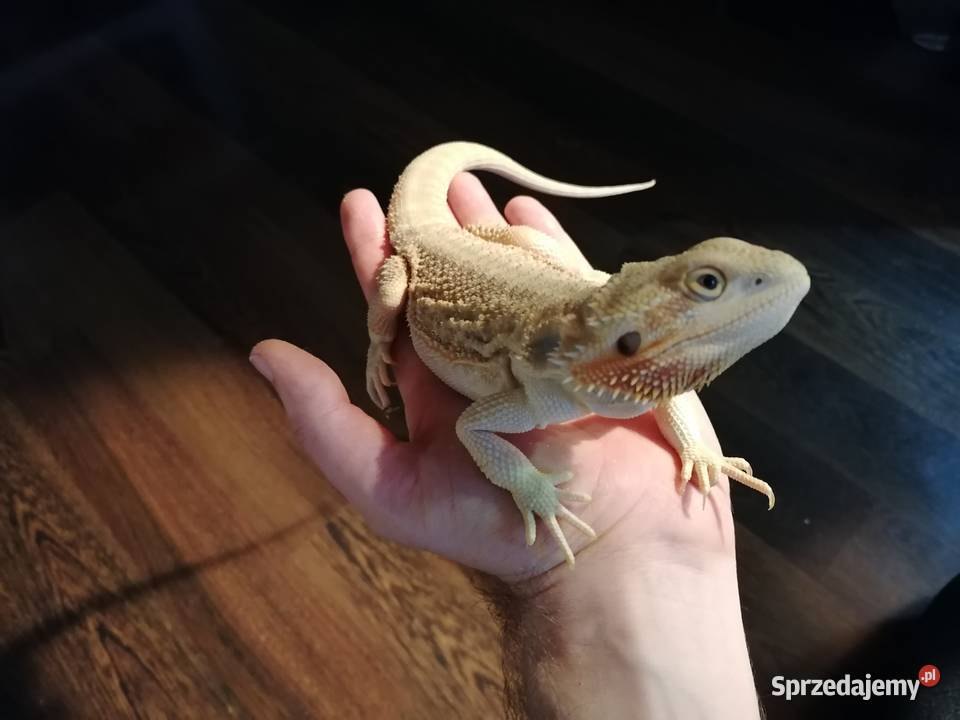 sprzedam 2 agamy brodate z terarium Kwidzyn