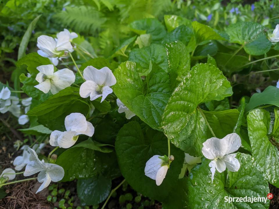 Fiołek Motylkowy Biały Alba Lublin sprzedam