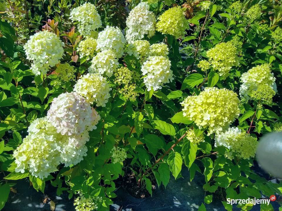Hortensja Bukietowa Limelight Hydrangea Garlica Duchowna sprzedam