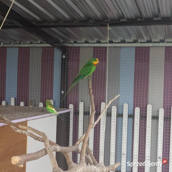 Papuga barabanda wielkopolskie