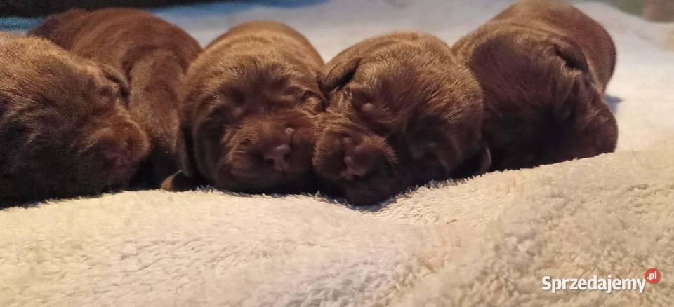 Labrador Retriever ZkwpFCI czekoladowe Dąbrowa Tarnowska