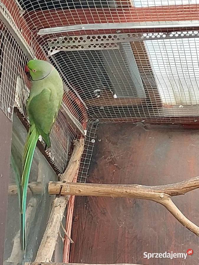 Aleksandretta Obrożna samiec Nowa Sól