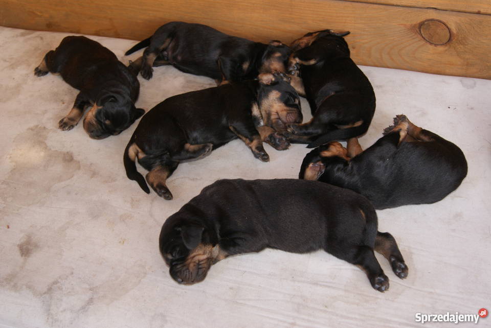 Gończy Polski szczeniaki podkarpackie Wola Cicha sprzedam